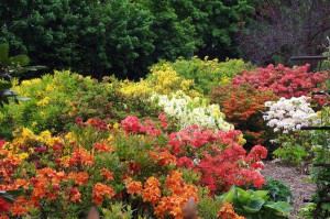 Botanická - Expozice rodu Rhododendron