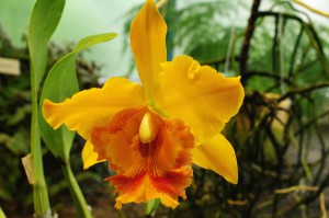Botanická - Orchidej Brassolaeliocattleya