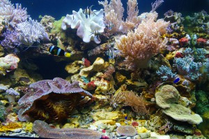 Botanická - Mořská akvária